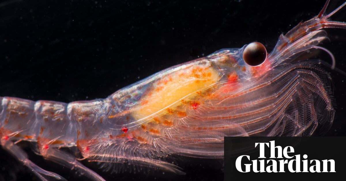 Krill fishing poses serious threat to Antarctic ecosystem, report warns 134