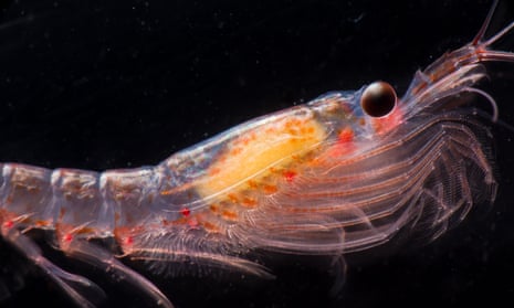 Krill are a key part of the delicate Antarctic food chain.