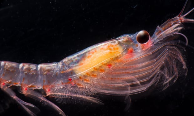 A living antarctic krill Euphausia superba