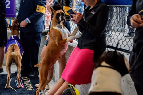 Dogs and their handlers wait for breed group judging on Tuesday in New York.