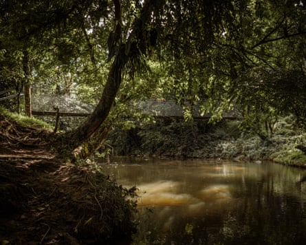 A brown river in a forest