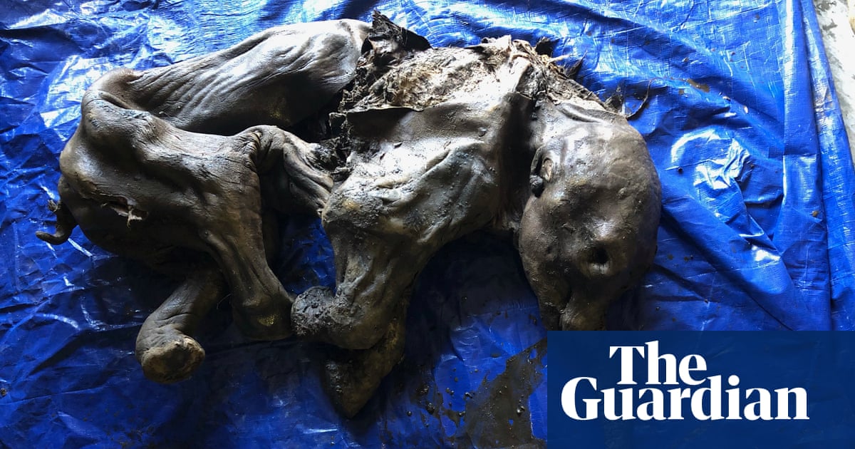 Gold miner in Canada finds mummified 35,000-year-old woolly mammoth