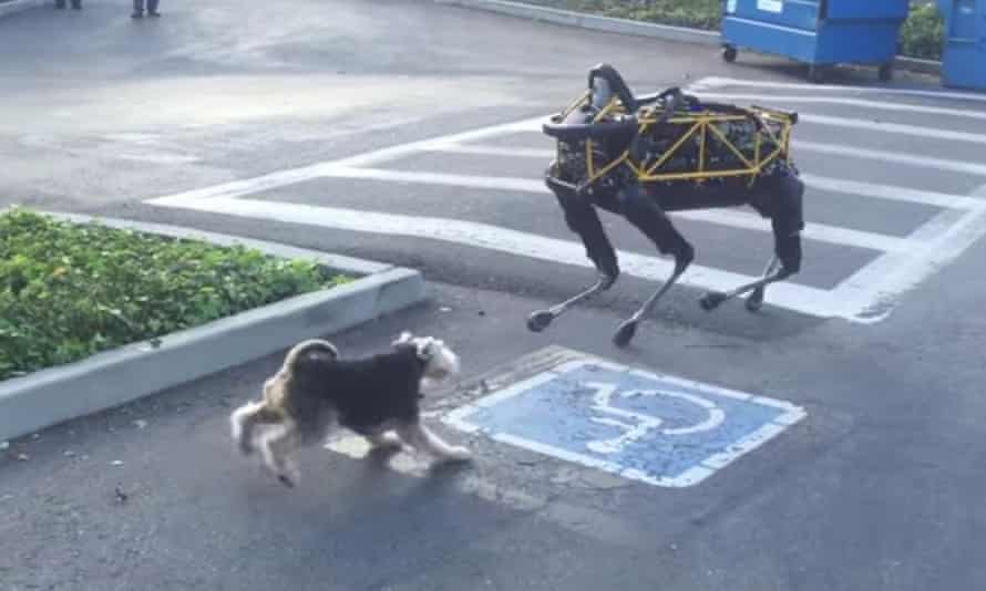 The need to correctly identify dogs is becoming increasingly important to the robot community, as this Boston Dynamics creation is discovering.