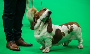 A basset hound at Crufts in 2019.