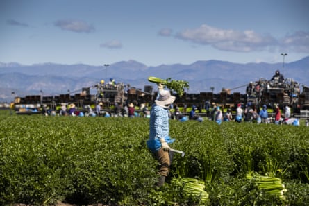 Workers harvest celery in Oxnard, California.