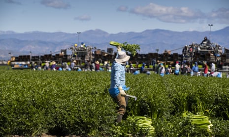Undocumented workers are heavily represented in many essential sectors in California, such as agriculture.