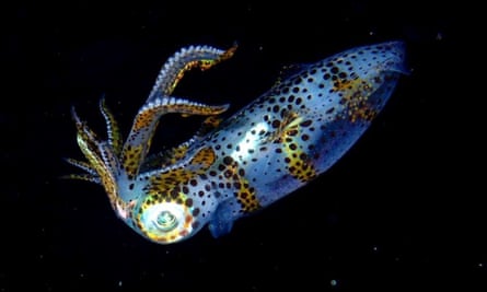 squid