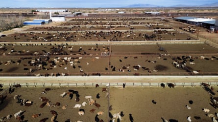 cattle in gated pens