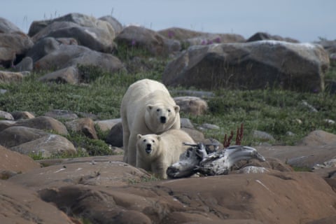 Një ari polar i madh nënë me këlysh