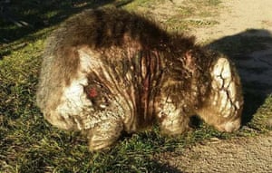 Grasso the wombat when he was first reported to LAOKO.