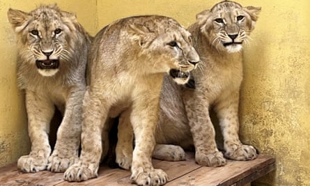 Lioness and two cubs