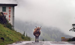 Cow on Swiss alpine road