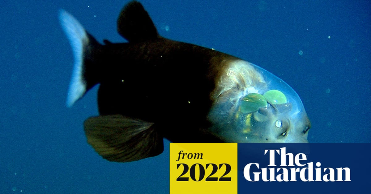 Discovered in the deep: the incredible fish with a transparent head
