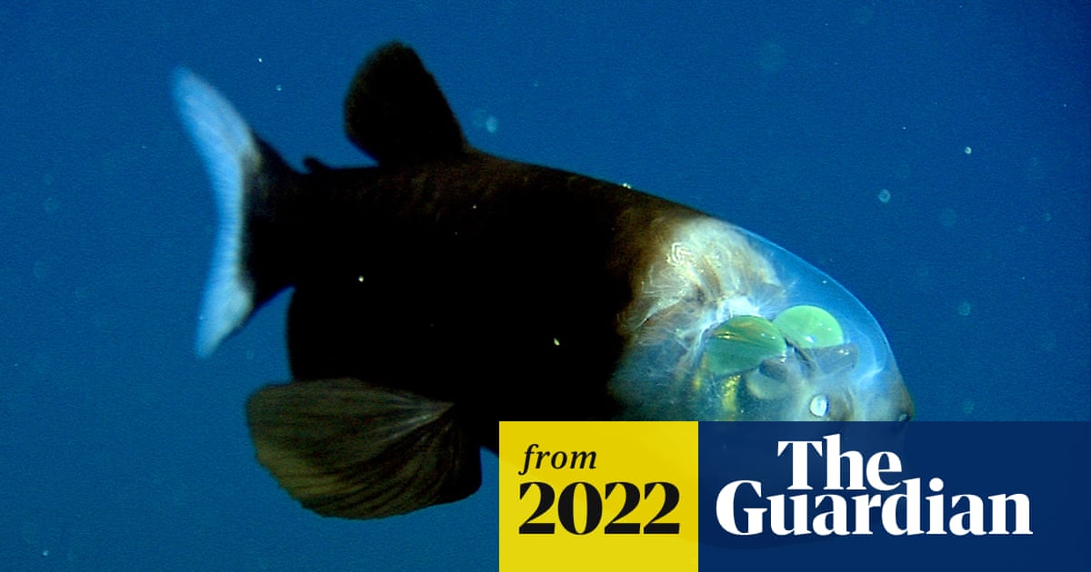 Discovered in the deep: the incredible fish with a transparent head