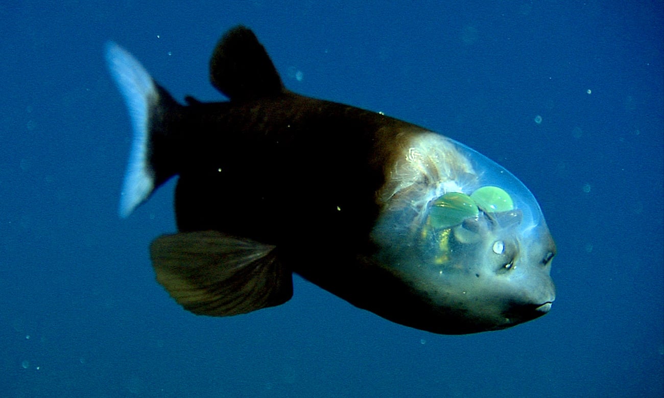 A fish swimming in the ocean with large green eyes looking upwards through its transparent head