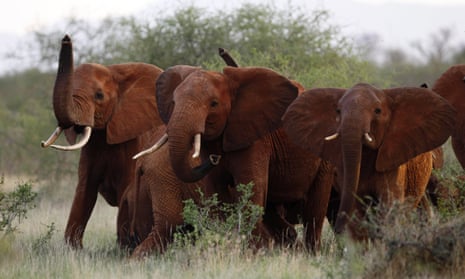 The Trump administration is lifting a federal ban on the importation of body parts from African elephants shot for sport.