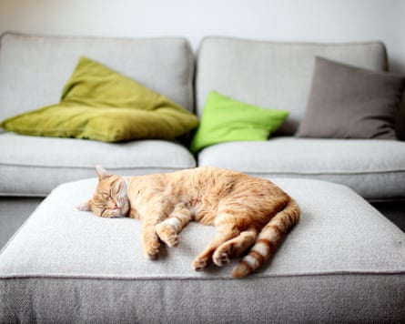 Ginger cat sprawled out on an upholstered footstool in front of a sofa