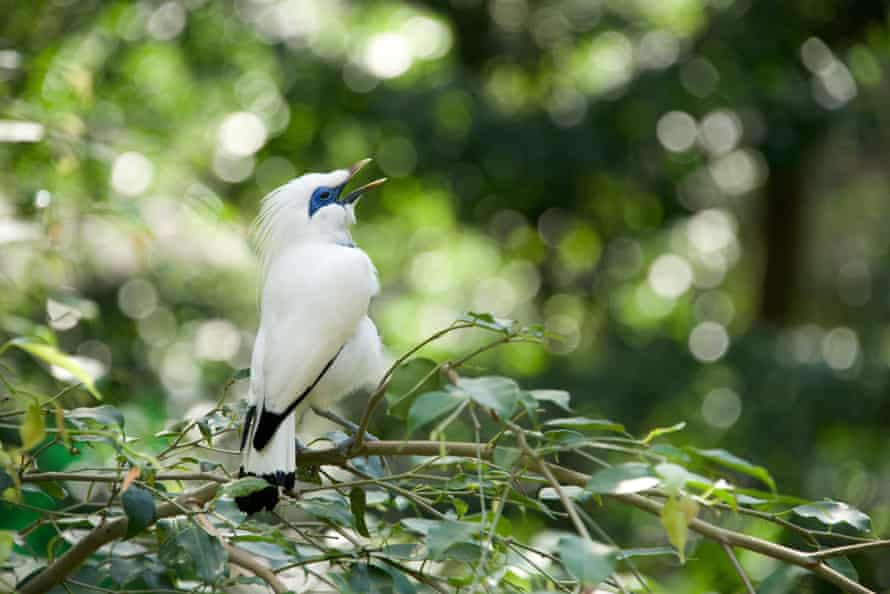 White Bali myna bird