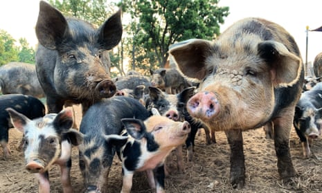 Pigs and piglets by a forest