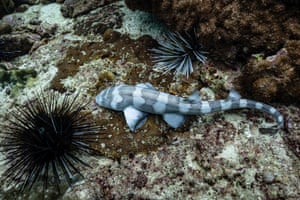 A bamboo shark, raised at the Marine Discovery Centre at SAii Phi Phi Island Village Resort, on the seabed after being released into the sea off Thailand’s Ko Ma island on the Andaman coast