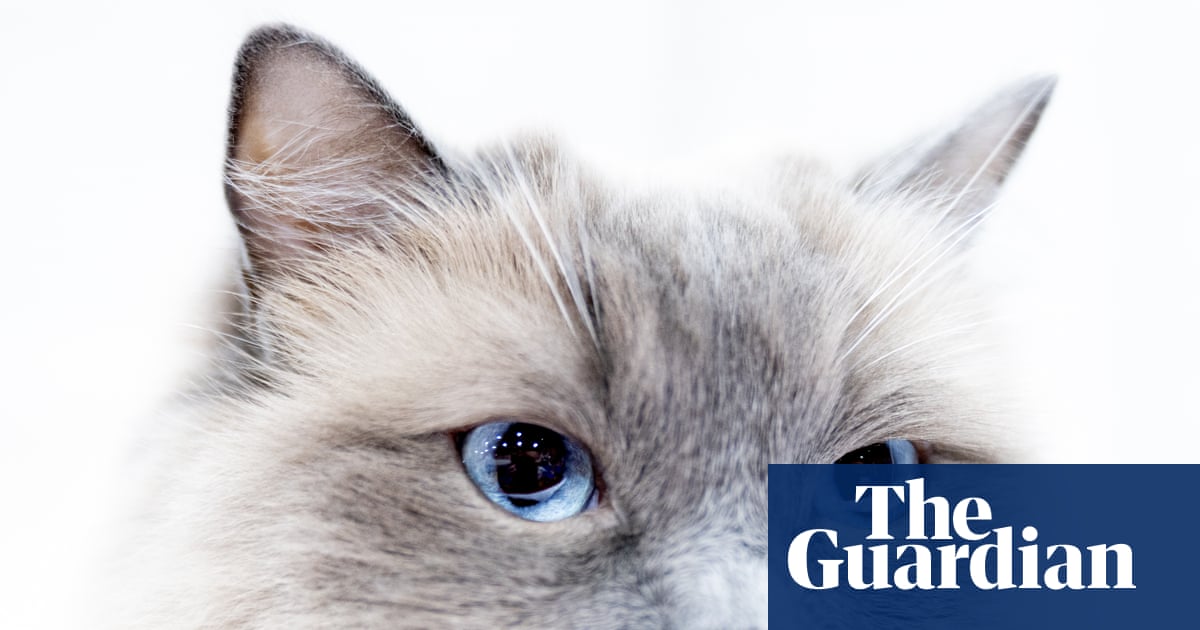 True signs of feline feelings | Brief letters