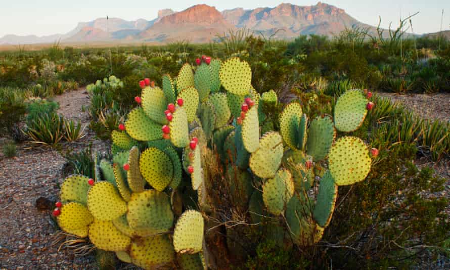 a prickly pear cactus at sunrise in Texas, Chisos Mountains, US