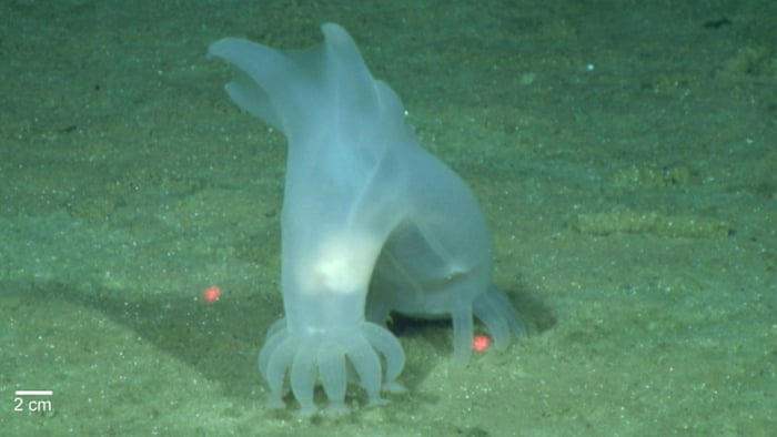 Recently Discovered Animals