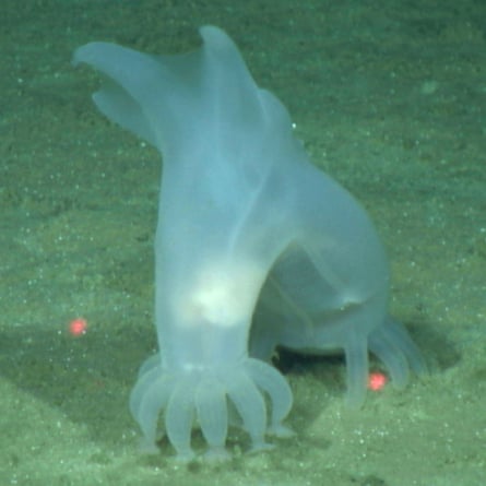 Scientists find 30 potential new species at bottom of ocean | Marine life |  The Guardian
