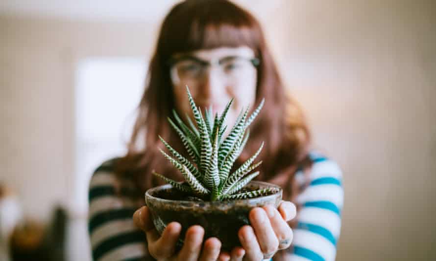 Forget Green Fingers Readers On 12 Hardy House Plants For Terrible Gardeners Houseplants The Guardian Forget Green Fingers Readers On 12 Hardy House Plants For Terrible Gardeners Houseplants The Guardian
