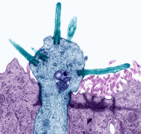A section of a small receptor projecting from an olfactory neurone.