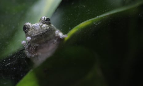 A gray tree frog at the Houston zoo