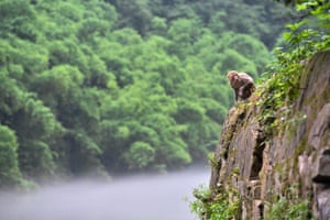 A monkey sits on the cliff in Tongjing scenic spot, a macaque habitat in Chongqing, southwest China