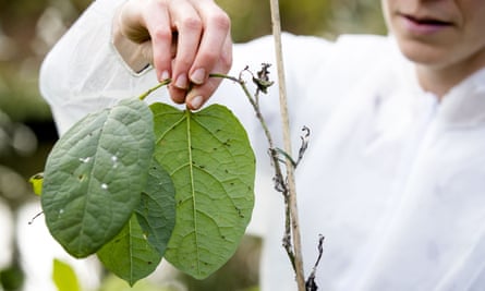 Japanese knotweed psyllids are released to control the invasive plant