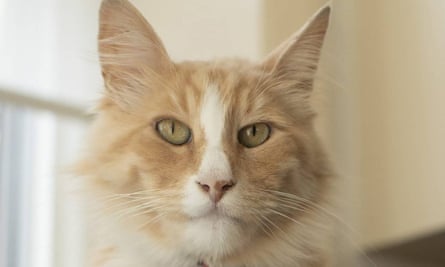 The famous cat of Wellington , New Zealand, Mittens.
