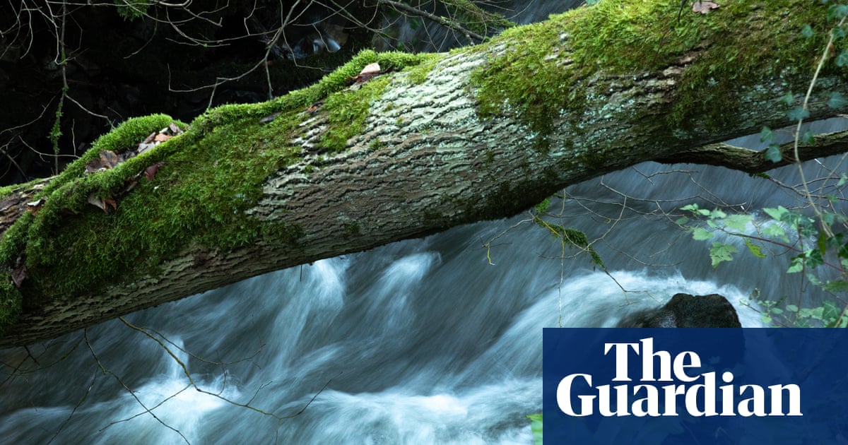 Country diary: This is true water music - and the more you listen, the more you hear