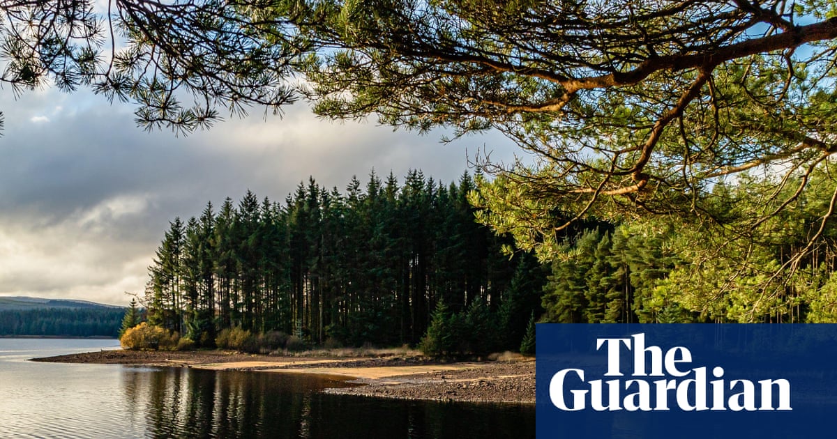 ‘The vast wooded wilderness doesn’t look like England’: exploring Northumberland’s Kielder Forest