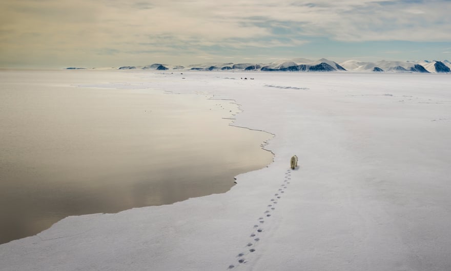 Polar bear, vulnerable, Baffin Island, Nunavut, Canada