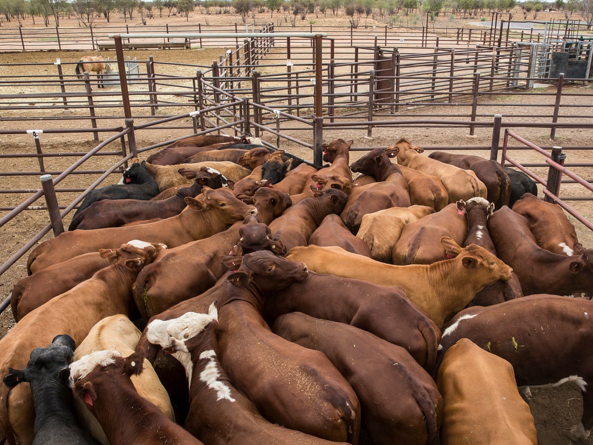 Constance Cattle