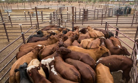 Australian cattle destined for live export