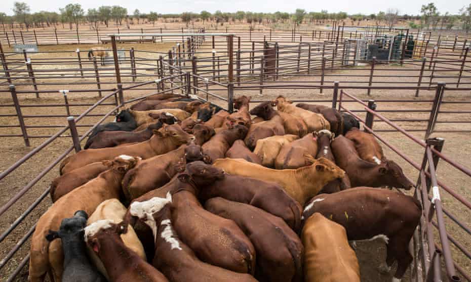 Australian cattle destined for live export