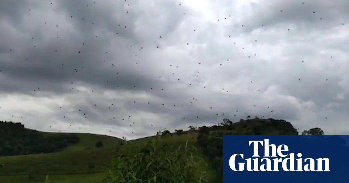 Cloudy with a chance of arachnophobia: raining spiders in Brazil – video