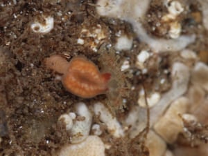 An orange jellyfish with transparent tentacles is attached by a long sucker to a rock