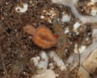 Tourist discovers ‘extinct’ jellyfish while rock-pooling in Outer Hebrides