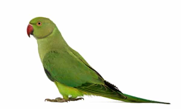 TravelGuides - Catch them if you can? Meet the exotic pet detectives | Pets 4 Pretty Polly: ring-necked parakeets are known as the “grey squirrel of the sky”.