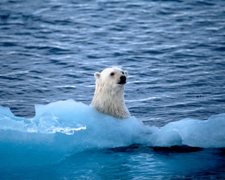 A polar bear seen behind a thin bit of pack ice