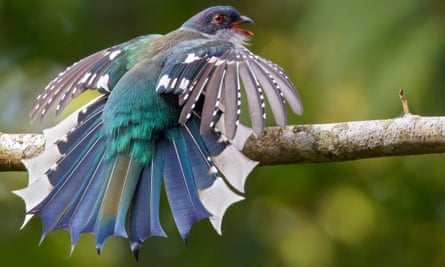Bird of paradise: the fabulously feathered tocororo, Cuba’s national bird.