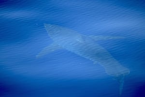 A great white shark swimming off Spain’s Balearic Islands. The Alnitak group captured footage of the shark, which it said was five metres long in the seas off Cabrera island and followed it for over an hour, in what is the first such sighting by scientists in at least 30 years, a marine conservation group said