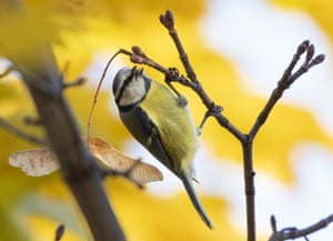 A Eurasian blue tit is seen in Victory Park on Moscow's Poklonnaya Hill, Russia.