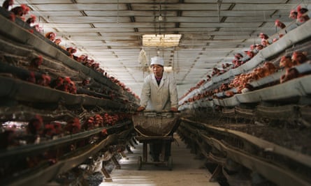 A worker feeds chickens at a poultry farm in Beijing