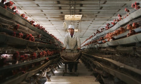 A Chinese poultry farm. China stepped up surveillance after bird flu outbreaks.